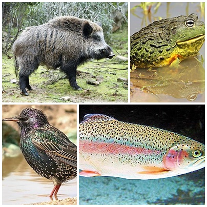 Alcances de la resolución del Ministerio de Medio Ambiente sobre caza de especies exóticas.