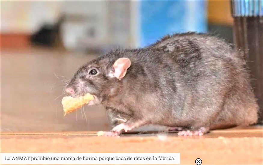 Villaocamposf La Anmat Prohibio Una Marca De Harina Porque Encontraron Caca De Ratas En La Fabrica